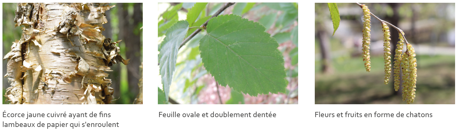 Quelle Est La Différence Entre Le Kevlar Et La Fibre De Carbone